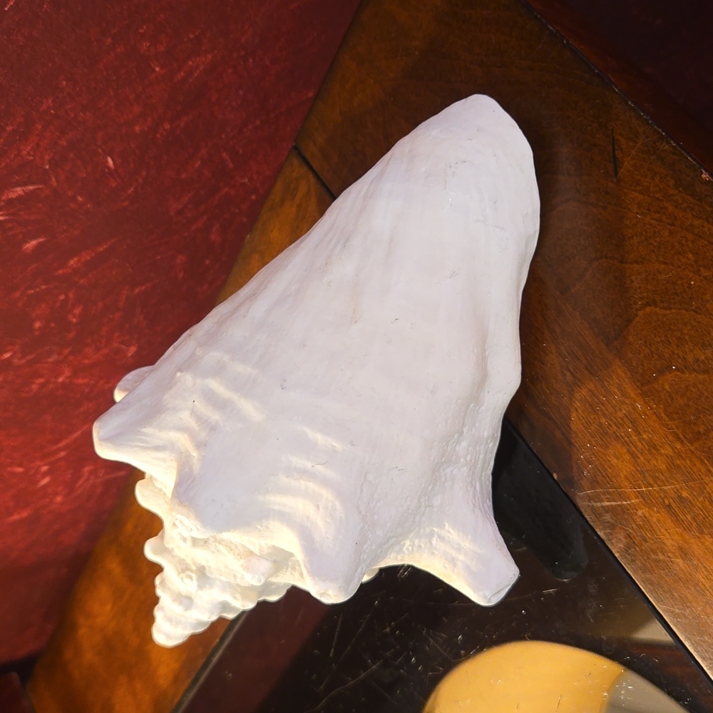 Vintage Queen Conch Sea Shell Large Approximately 7" - White w/Pink Interior